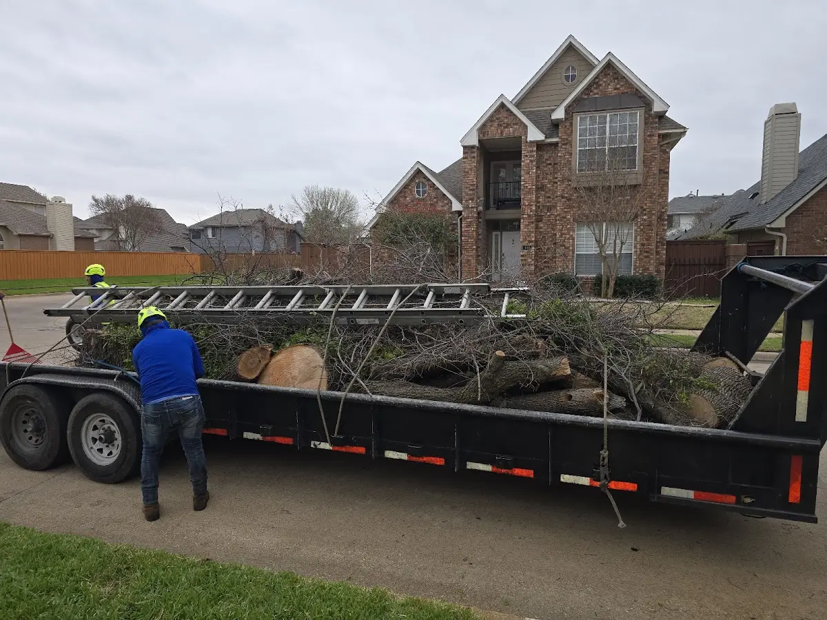 Expert Tree Fertilization with proper safety equipment in Albion